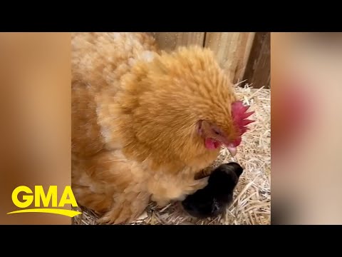 , title : 'Ethel, the chicken, can't have chicks, but she just became the sweetest adoptive mama | GMA'