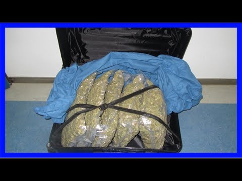 Drogenfahnder finden fast 20 kilogramm marihuana