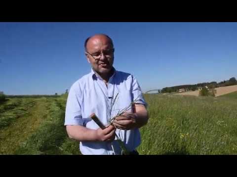 Maschinenring Feldtage - Düngungsversuch im Feldfutter und Grünland Teil 1 (Bestandesbeurteilung)