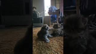 Persian Cats Videos