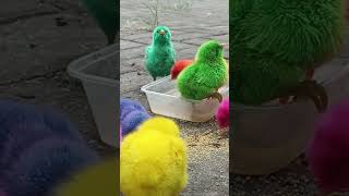 Download lagu menangkap ayam warna warni lucu😍 #ayamrainbow #mainayam #ayampelangi #ayamwarnawarni mp3