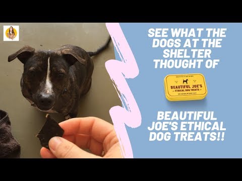 download lagu mp3 mp4 Beautiful Joes Treats, download lagu Beautiful Joes Treats gratis, unduh video klip Beautiful Joes Treats