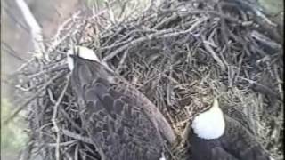 preview picture of video '2008 Blackwater Eagle Cam - Incubating Video 1'