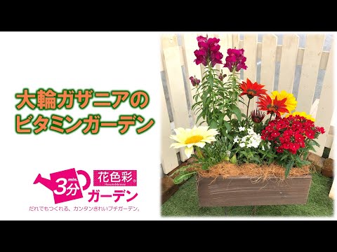 大輪のブラウネル 植物