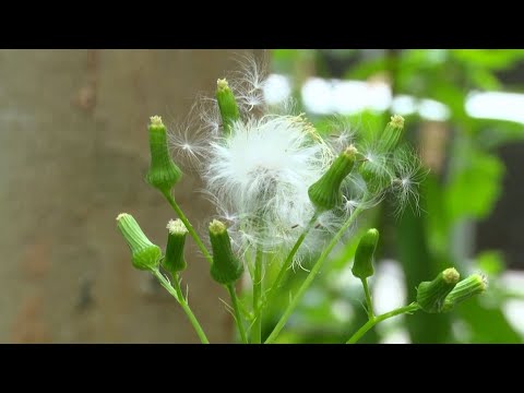 Pollen Count Yonkers