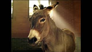 Budweiser- Born A Donkey