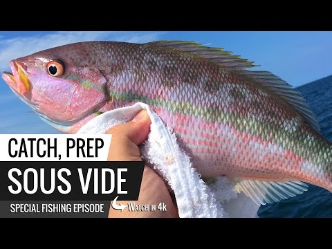 download lagu mp3 mp4 Sous Vide Red Snapper Recipes, download lagu Sous Vide Red Snapper Recipes gratis, unduh video klip Sous Vide Red Snapper Recipes