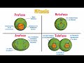 Cellular Mitosis