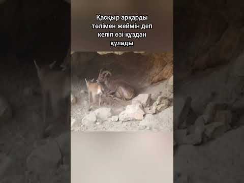 Қасқыр арқарды төлімен жеймін деп келіп өзі құздан құлады