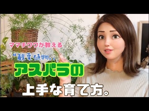 鎌状アスパラガス 植物