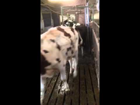 Klauensprühanlage Boden