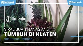 Viral Buah Nanas Aneh Tumbuh di Klaten, 1 Buah Tumbuh 23 Cabang hingga Jadi Tontonan Warga
