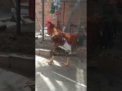 Lindo GSB com apenas, 1 ano e três meses! em Nordestina Bahia