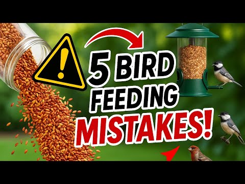Top 5 Bird Feeding Mistakes (And How to Fix Them!)