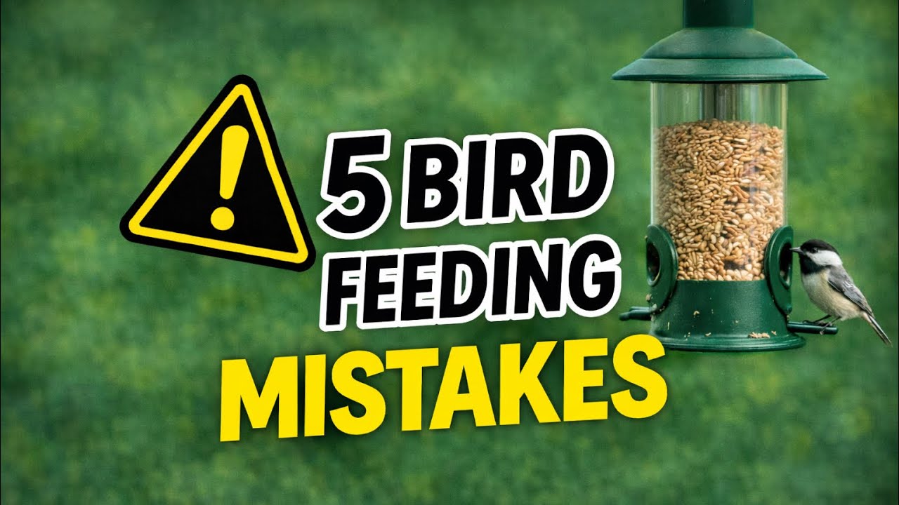 Top 5 Bird Feeding Mistakes (And How to Fix Them!)