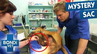 Dog Has a Gigantic Mass Dangling From His Back Leg | Season 4 Episode 10 | Bondi Vet
