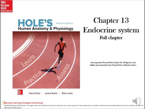 Holes Chapter 13 Endocrine system video