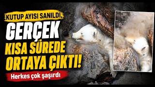 Kutup Ayısı Sanıldı, Gerçek Kısa Sürede Ortaya Çıktı