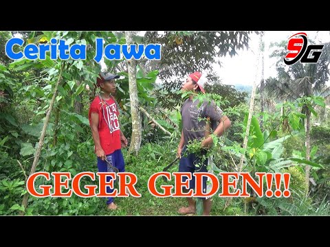 nyolong-suket-geger-geden-cerita-jawa