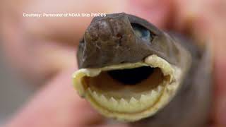 The Cookie Cutter Shark: Daily Planet