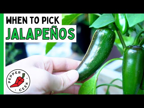 When To Harvest Jalapeño Peppers - How To Know They're Ready - Pepper Geek