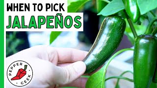 When To Harvest Jalapeño Peppers - How To Know They
