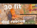 Rescue Dog Dog Savedogs Viralvideo Focus On Your Body