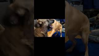 Video preview image #1 German Shepherd Dog-Unknown Mix Puppy For Sale in Sebec, ME, USA