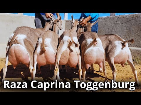 Raza caprina Toggenburg: La raza de cabra lechera más vieja del mundo