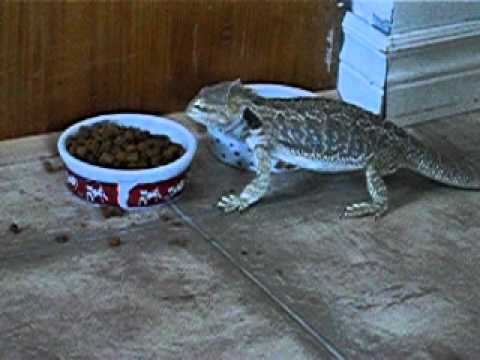 YouTube video about: Can bearded dragons eat cat food?