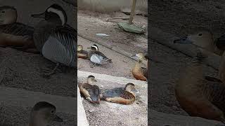 Download lagu Video 1a52c169 98e3 4d91 9bc1 34b0691d32c5 mp3 Download lagu Video 1a52c169 98e3 4d91 9bc1 34b0691d32c5 mp3