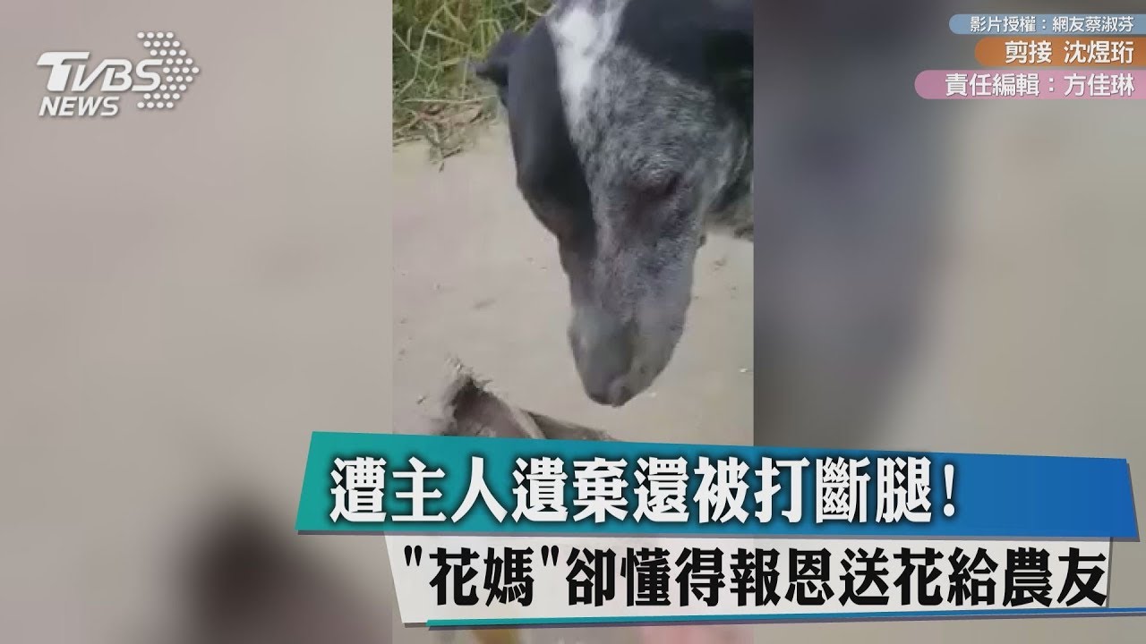 遭主人遺棄還被打斷腿!「花媽」卻懂得報恩送花給農友