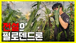 필로덴드론 스피리투스 상티 ㅣ안스리움처럼 키우는 필로덴드론