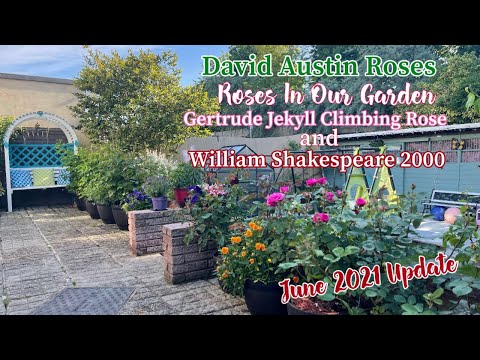 David Austin Roses | Gertrude Jekyll Climbing Rose & William Shakespeare 2000 June 2021