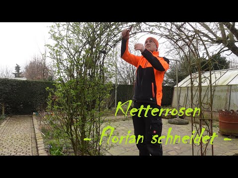 Kletterrosen schneiden | So mache ich das!