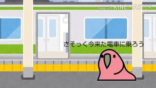 #partyparotto #tintinカカポがどこかにお出かけするようで