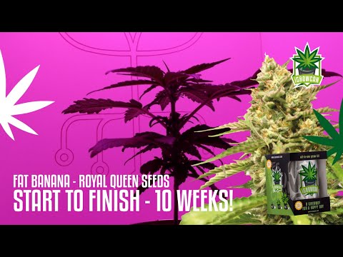 Fat Banana | From Seed to Harvest in Just 10 Weeks: Autoflower Cannabis Grow with iGrowCan - RQS