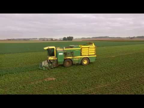 Bonen plukken 2016 - Ploeger 2100 /2000 - Goemaere