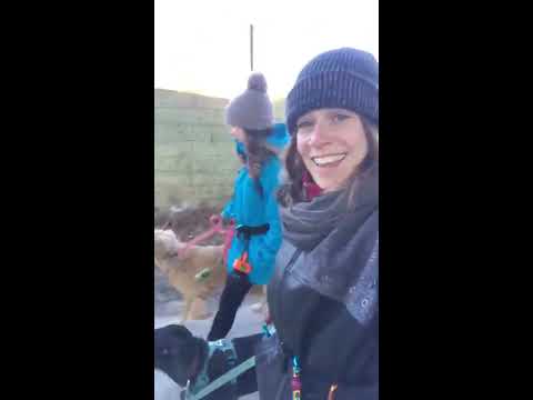 We Wag Toronto video.