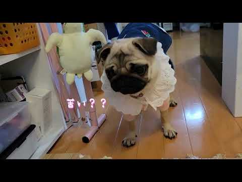 犬が家具を噛まないようにするためのヒント