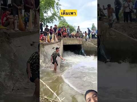 หมานๆ #fishing #fish #shortvideo #shortsfeed #youtubeshorts #viral #shorts #จับปลา #หว่านแห #ทอดแห