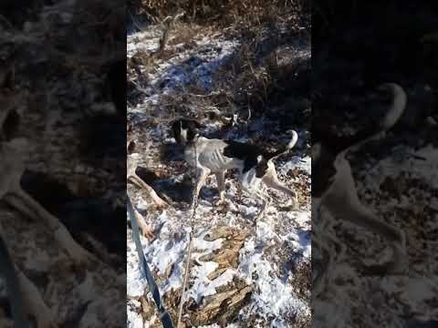 Gjuetaret nga setapetka