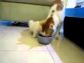 Dog vs cat | Кот, а я тебя съем! 