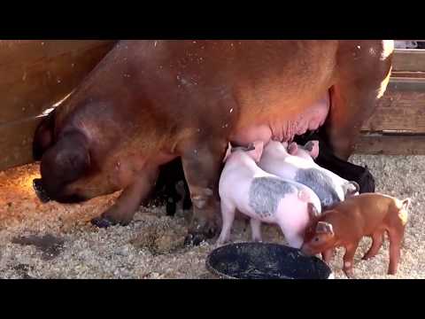 Reč struke ep. 200 28.08.2018. NAJAVA