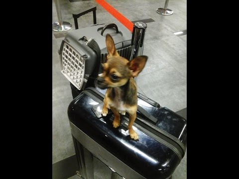 Как перевезти собаку за границу