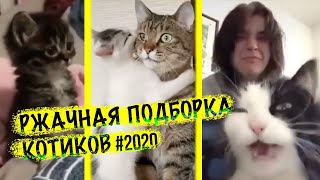 Смешная подборка котиков 2020 видео