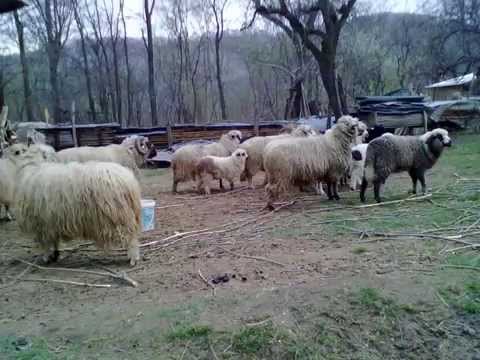 oile lui Razvan din Varfuri,Dambovita