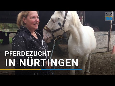 , title : 'Knabstrupper Pferdezucht in Nürtingen: Weißgeborener Hengst soll seltene Rasse fortführen'