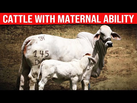 , title : '🔴 FATTENING CATTLE With Maternal Ability  ✅ Biggest Bulls And Cow'