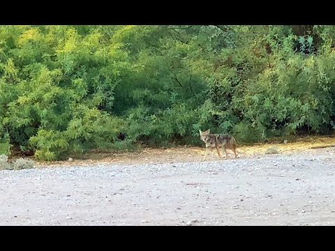 The time a wild coyote wandered through our camp